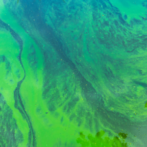 Blue green algae (สาหร่ายสีเขียวแกมน้ำเงิน)