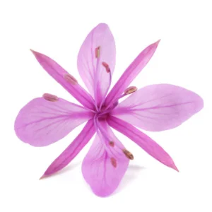 Canadian Willow Herb Extract