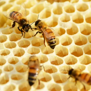 สารสกัดนมผึ้ง