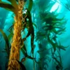 Sea Kelp Extract โรงงานรับผลิตเครื่องสำอาง สารสกัดเครื่องสำอาง